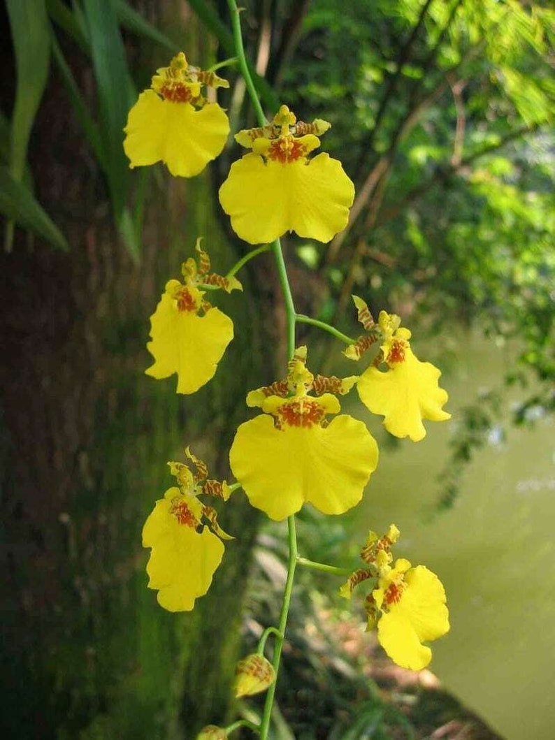 Orchid Dancing lady Oncidium Plant Live Orchid Yellow Flowers From Hawai'i Oncidium Gower Ramsey Blooming Size Hawaii Free Shipping image 2