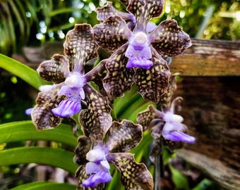 Papilionanda Ladda Fragrance ‘Alina’ – Rare Fragrant Orchid – Vanda Hybrid – Live Orchid Plant – Exotic Indoor Orchid – Hawai‘i Grown