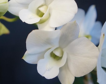 Dendrobium Emma Burana White Comes in 4" Pot