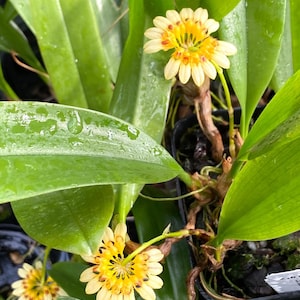 bulbophyllum Auratum Plant 4&quot; Pot Plants
