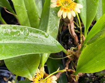 bulbophyllum Auratum Plant 4" Pot Plants