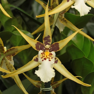 Orchid Maclellanara Yellow Star ‘Golden Gambol’ Tropical Live Plants from Hawaii