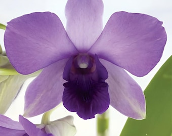 Dendrobium Aridang Blue Comes in a 4" Pot