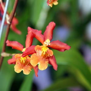 Wilsonara Aloha Sparks ‘Halloween’ – Bright Orange Orchid – Easy Blooming Hybrid – Live Orchid Plant – Fall Orchid Gift–Hawai‘i Grown-2&quot; pot