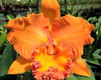 Rlc. Cattleya Suvarnabhumi Delight 'Salmon Queen' Fragrant Comes in 4" Pot