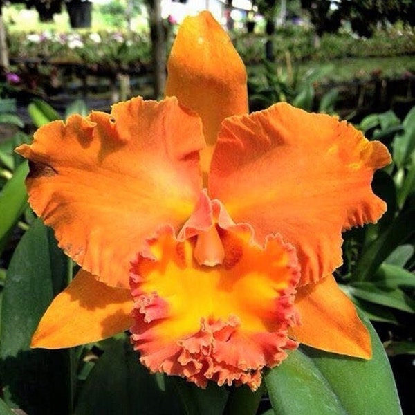 Rlc. Cattleya Suvarnabhumi Delight 'Salmon Queen' Fragrant Comes in 2" Pot