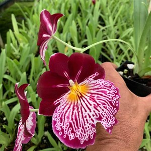 Charming MILTONIOPSIS BREATHLESS 'FLORENCE' Orchid Blooming Size Plant From Hawaii image 2