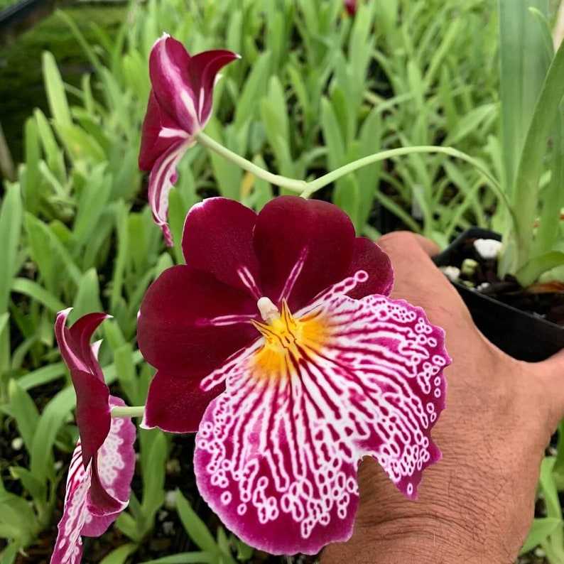 Charming MILTONIOPSIS BREATHLESS 'FLORENCE' Orchid Blooming Size Plant From Hawaii image 2