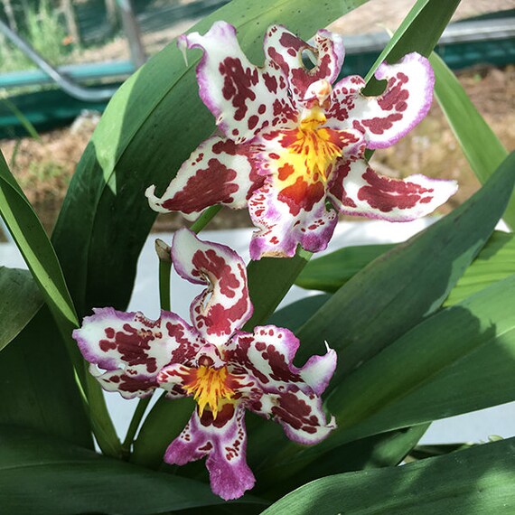 Wilsonara Tan Treasures Lavender Picotee Oncidium Orchid Etsy