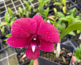 Dendrobium Red Dragon Comes in 4" Pot Blooming size