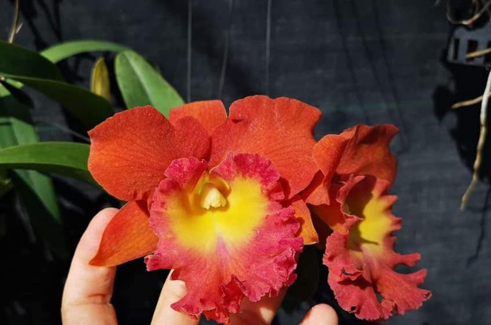 Cattleya Orchid Rlc Star of Siam Fragrant Cattleyas Comes in 2 Pot Etsy