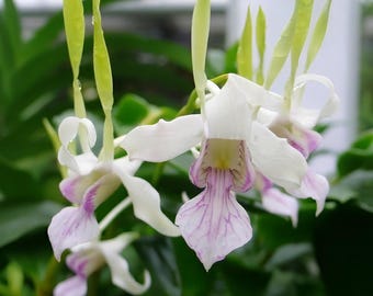 Orchid Dendrobium Antennatum live plants Antelope New Guinea Spikes | Fragrant Scent From Hawaii