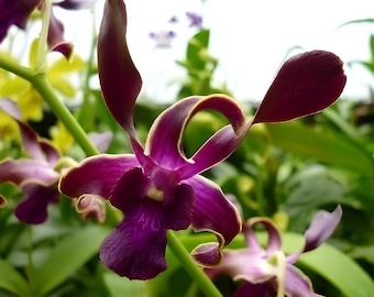 Dendrobium Sea Breeze Comes in a 4" Pot From Hawaii
