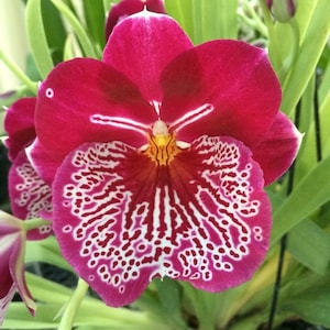 Orchid Miltoniopsis Breathless Beauty Live Plants From Hawaii Free Shipping