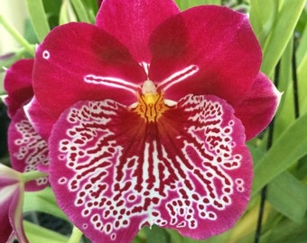 Orchid Miltoniopsis Breathless Beauty Live Plants From Hawaii Free Shipping