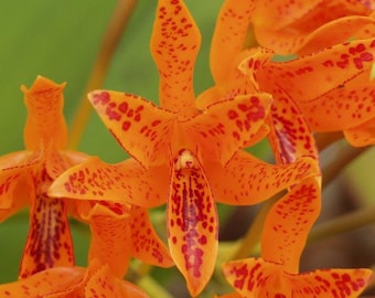 Cattleya aurantiaca Orchid – Orange Cattleya Orchid Plant - Comes in 2" Pot