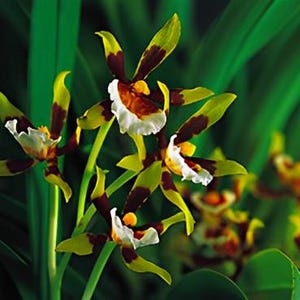 Cischweinfia Sheehaniae Fragrant Orchid Comes in 2&quot; pot