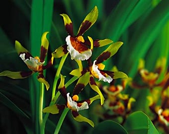 Cischweinfia Sheehaniae Fragrant Orchid Comes in 2" pot