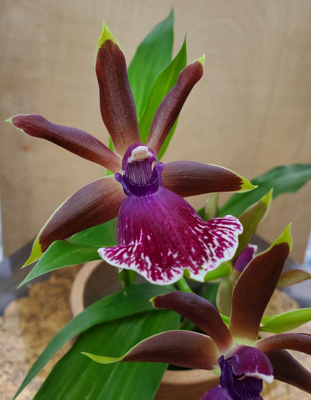Orchid Zygopetalum Rhein Moonlight X Zygo.'blue Eyes' Plant