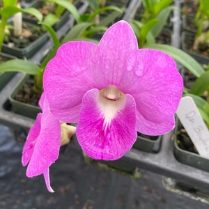 Dendrobium Bangkok Pink Orchid Comes in 4&quot; Pot Plant From Hawaii