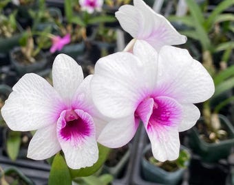 Dendrobium Jasmine Comes in 4" Pot