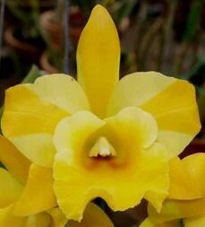 Cattleya Alliance Rlc. Haadyai Delight X Lc. Loog Tone x Rlc Thongsupan image 1