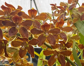 Grammatophyllum Springbloom ‘Brown’ – Rare Orchid in 4" Pot