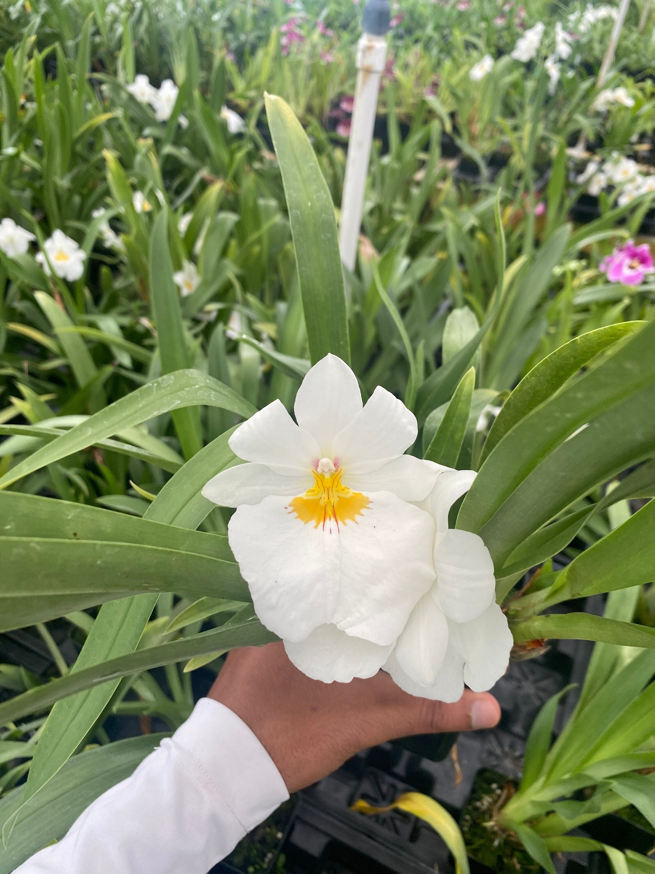 Miltoniopsis Golden Snows 'white Light' Comes in 4