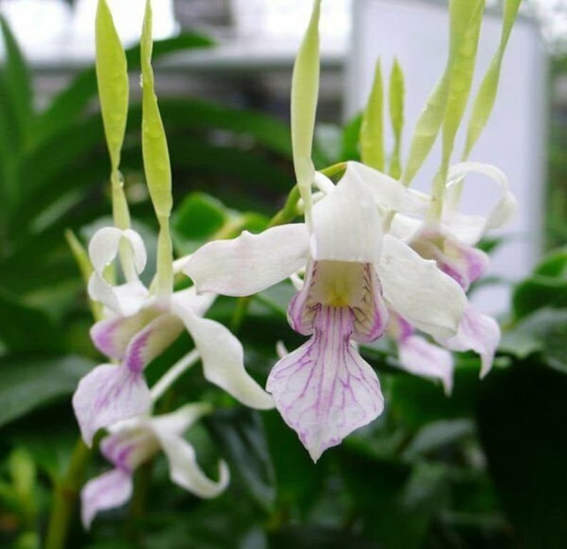 Orchid Dendrobium Antennatum live plants Antelope New Guinea Spikes Fragrant Scent From Hawaii image 1