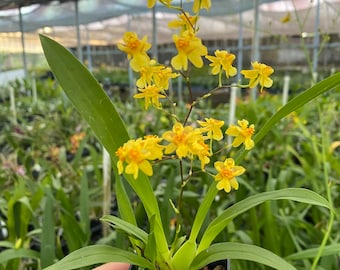 Oncidium Twinkle 'Yellow Bird' Fragrant Orchid From Hawaii
