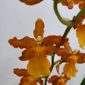 Odontocidium Catatante &#39;Sun King&#39; Comes in 4&quot; Pot