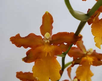 Odontocidium Catatante 'Sun King' Comes in 4" Pot