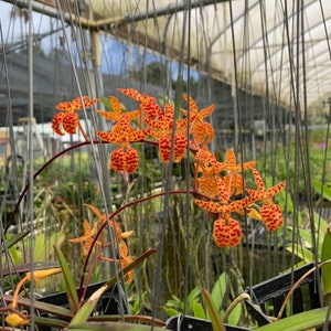 Renanthera Monachica