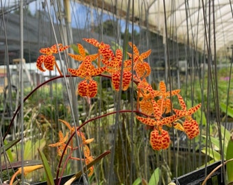 Alohaorchids Etsy