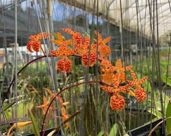 Renanthera Monachica