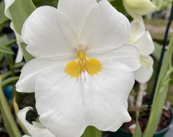 Orchid Miltoniopsis Pacific Clouds Fragrant Live Plant From Hawaii