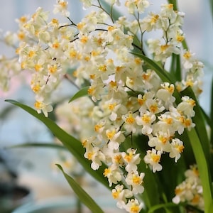 Live Oncidium Twinkle ‘White&#39; &#39;Gold Dust&#39; Orchid from Hawaii | Tropical Hawaiian Exotic Plant | US Free Shipping