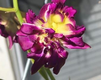 Dendrobium Burana Sunshine ‘Mutation’ Orchid – Live Dendrobium Orchid Plant