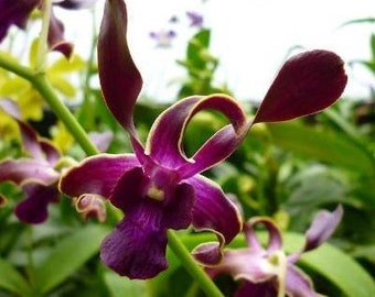 Dendrobium Sea Breeze Comes in 3" Pot From Hawaii