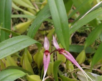 Bulb Biflorum Comes in 4" Pot