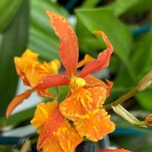 Odontocidium Piquant ‘Stanze’ Comes in 4" Pot