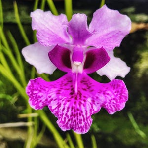 Papilionanthe hookeriana – Rare Species Orchid | Live Plant in 4&quot; Pot | Hawai‘i Grown