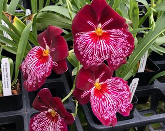 Charming MILTONIOPSIS BREATHLESS 'FLORENCE' Orchid Blooming Size Plant From Hawaii