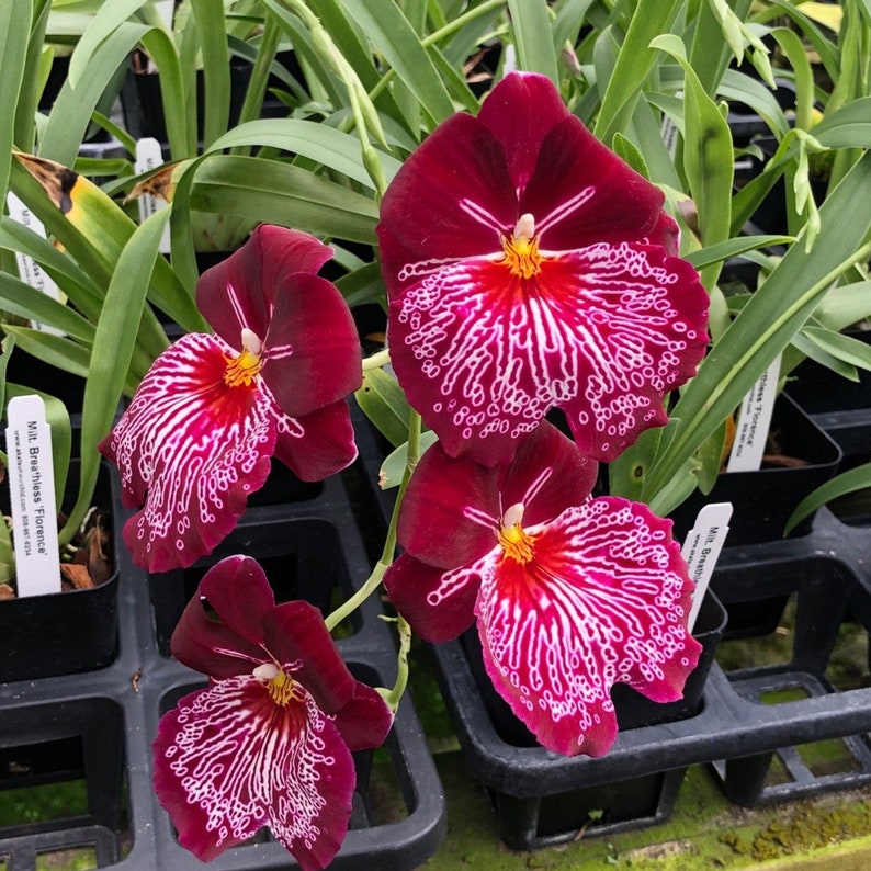 Charming MILTONIOPSIS BREATHLESS 'FLORENCE' Orchid Blooming Size Plant From Hawaii image 1