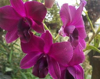 Dendrobium Genting Rose, Comes in 4" Pot, Orchids From Hawaii