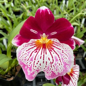 Miltoniopsis breathless 'brilliant', 4" pots, blooming size