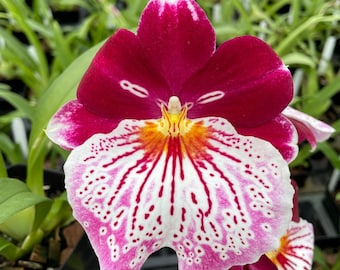 Miltoniopsis breathless 'brilliant', 4" pots, blooming size