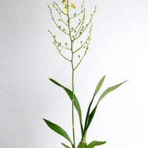 Orchid Dancing lady Oncidium Plant Live Orchid Yellow Flowers From Hawai'i Oncidium Gower Ramsey Blooming Size Hawaii Free Shipping image 3