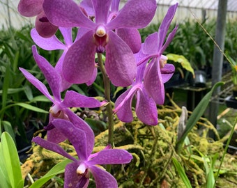 Aranda Blue Giant Orchid Comes in a 4" Pot