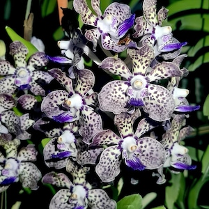 Rare Papilionanda Orchid – Kyra Green x Paksorn Fragrance – Fragrant Vanda Hybrid – Live Orchid Plant – Exotic Tropical Orchid–Hawai‘i Grown